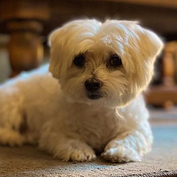 Meet your Posher, Aquiles - Picture 1 of 1